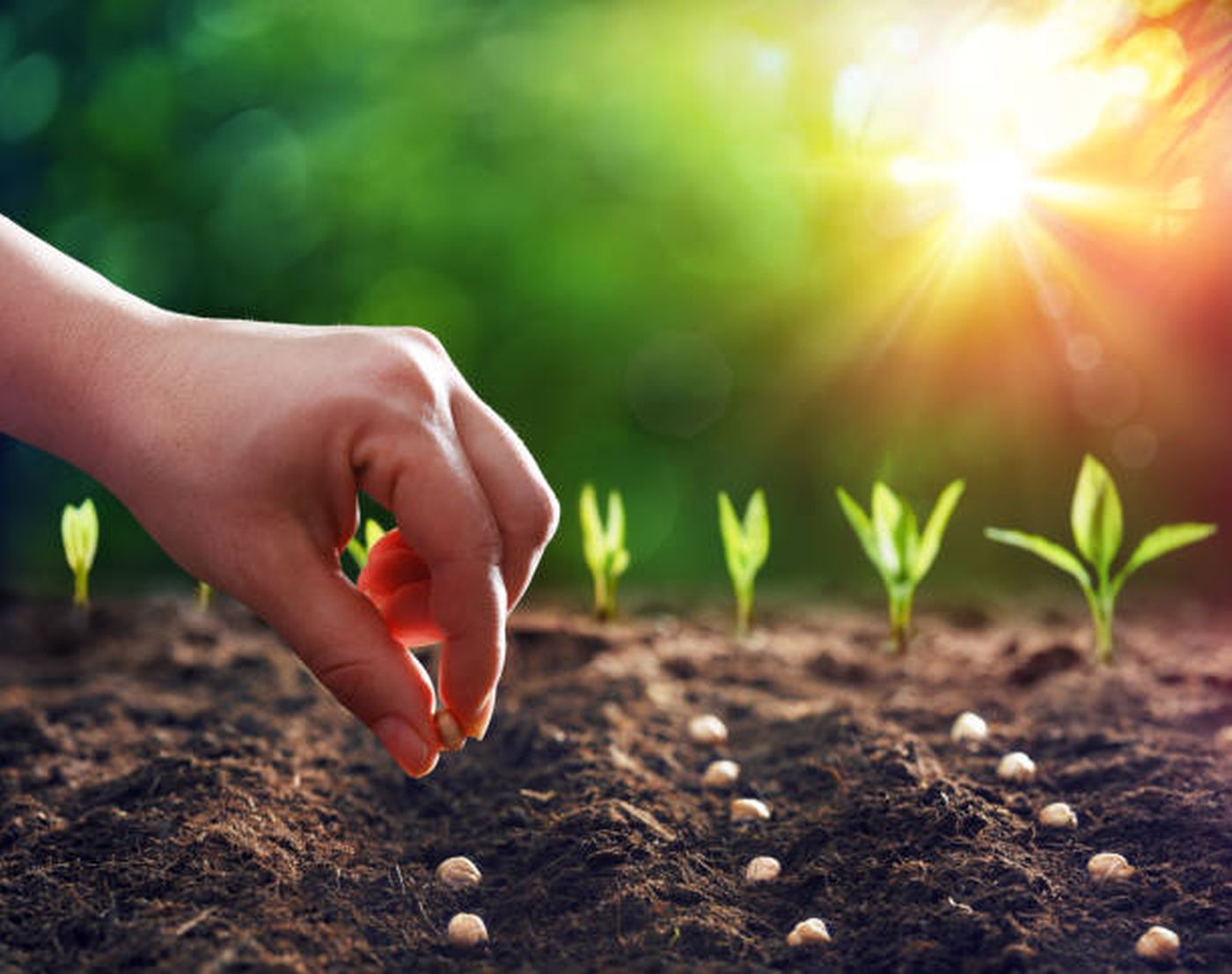 Știai că… există semințe pentru gazonul la soare și pentru cel la umbră? Iată cum să le diferențiezi!