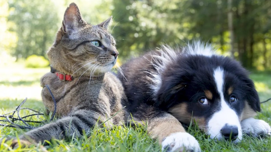 Sâmbătă, 5 august, ASPA organizează un nou târg de adopții de câini și pisici